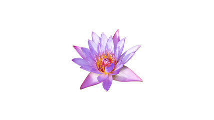 water lily or lotus flower isolated on white background with clipping path.