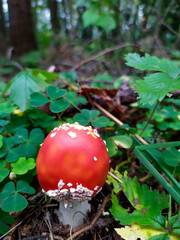 Red mushroom fly agaric with white dots in the forest on the background of green grass.