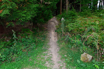 Forstschäden durch illegale Mountainbike-trails - Forest damage by wild Mountainbike-trails