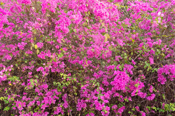 Beautiful Bougainvillea flower in the nature ,Provincial flower of phuket thailand.