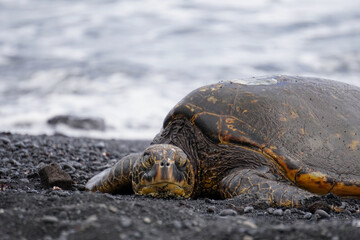 Green sea turtle sleeping on black sand beach