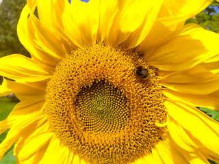Naklejka premium Sunflower flower close-up. Autumn. The flower is yellow. A bumblebee on a flower.