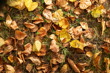 dry fallen leaves