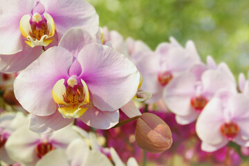 Fototapeta na wymiar Closeup of Pink Phalaenopsis Orchid Flowers