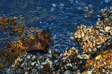 young brown european otter by the sea side with mussels and seaweed with wet fur in the sunlight