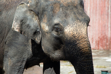 Asian female elephants beg for food at a zoo in Liaoning, China
