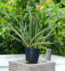 Aloe vera planted in a fresh green garden is an ingredient in skin care cosmetics, useful to the body.