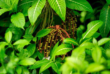 ハワイ島の植物
