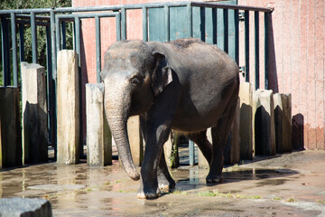 Asian female elephants beg for food at a zoo in Liaoning, China
