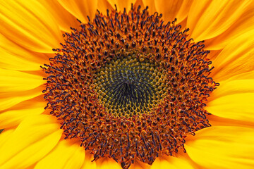 yellow sunflower macro shot