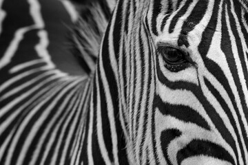 zebra portrait in black and white