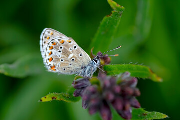Macro shots, Beautiful nature scene. Closeup beautiful butterfly sitting on the flower in a summer garden.