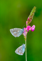 Macro shots, Beautiful nature scene. Closeup beautiful butterfly sitting on the flower in a summer garden.