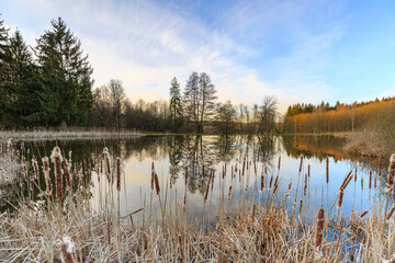 Reed alongside pond in the warm morging sun, Thuringia