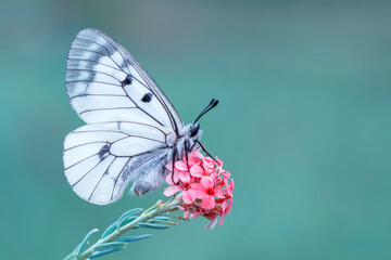 Macro shots, Beautiful nature scene. Closeup beautiful butterfly sitting on the flower in a summer garden.