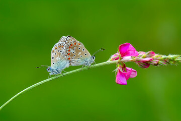 Macro shots, Beautiful nature scene. Closeup beautiful butterfly sitting on the flower in a summer garden.