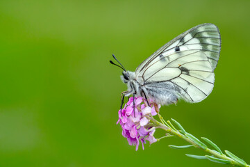 Macro shots, Beautiful nature scene. Closeup beautiful butterfly sitting on the flower in a summer garden.