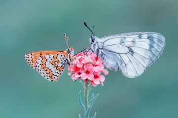 Macro shots, Beautiful nature scene. Closeup beautiful butterfly sitting on the flower in a summer garden.