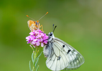 Macro shots, Beautiful nature scene. Closeup beautiful butterfly sitting on the flower in a summer garden.