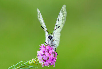 Macro shots, Beautiful nature scene. Closeup beautiful butterfly sitting on the flower in a summer garden.