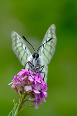 Macro shots, Beautiful nature scene. Closeup beautiful butterfly sitting on the flower in a summer garden.