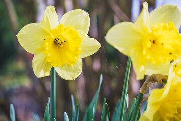 Fototapeta premium helle blühende Narzissen im Frühling. Käfer sammeln Pollen im Blumen Kelch.