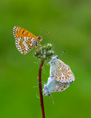 Macro shots, Beautiful nature scene. Closeup beautiful butterfly sitting on the flower in a summer garden.