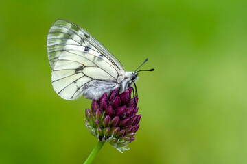 Macro shots, Beautiful nature scene. Closeup beautiful butterfly sitting on the flower in a summer garden.