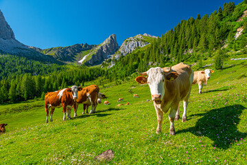 Fototapeta na wymiar Cow herd in Dolomites mountains in summer on sunny day, Passo Giau, Italy, Europe