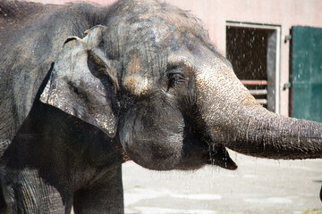 Asian female elephants beg for food at a zoo in Liaoning, China
