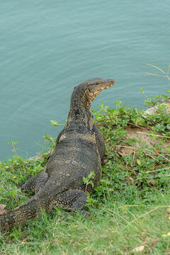 Thailand Asian Water Monitor Lizard