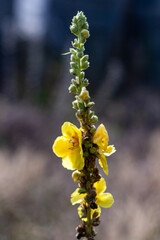 Żółty wysoki kwiat na polu