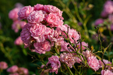 Pęk różowych kwiatków w ogrodzie