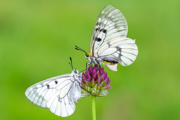 Macro shots, Beautiful nature scene. Closeup beautiful butterfly sitting on the flower in a summer garden.