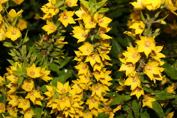 Yellow garden flowers