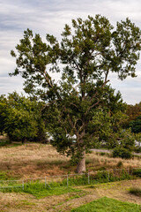 Samotne drzewo przy rzece