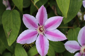 clematis purple and white