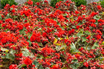 Czerwona kwiaty przy pomniku na skwerze