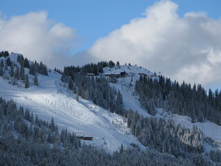ski slopes in the forest