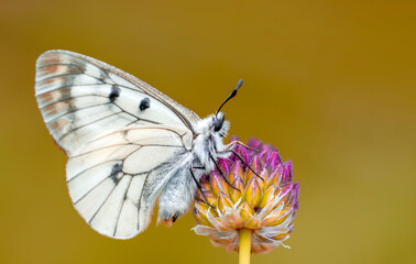 Macro shots, Beautiful nature scene. Closeup beautiful butterfly sitting on the flower in a summer garden.