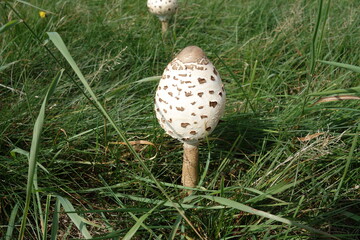 Weißer aufgeplusterter Pilz in der Sonne. Birkenpilz Vitalpilz Coprinus weiß mit schwarzen Punkten.