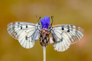 Macro shots, Beautiful nature scene. Closeup beautiful butterfly sitting on the flower in a summer garden.