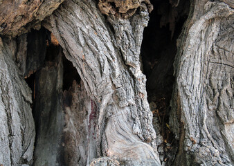 Legno rugoso e spaccato