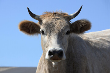 Close-up portrait of a young white bull. 2021 year of the bull.