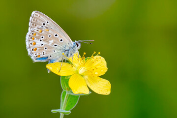 Macro shots, Beautiful nature scene. Closeup beautiful butterfly sitting on the flower in a summer garden.