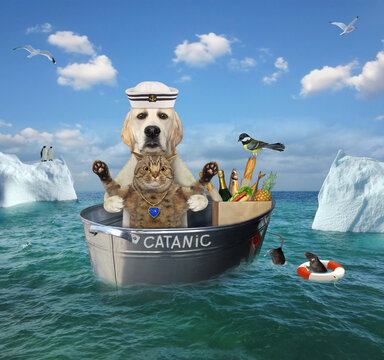 A sailor dog with a cat after the shipwreck are drifting in a steel washtub called Catanic among the icebergs in the sea.