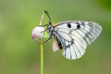 Macro shots, Beautiful nature scene. Closeup beautiful butterfly sitting on the flower in a summer garden.