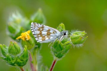Macro Photography of Moth on Twig of Plant.