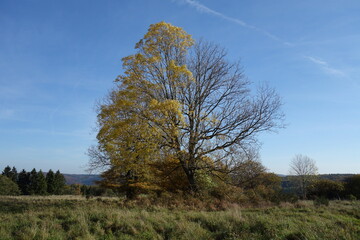 Fototapeta premium Real Life Vier-Jahreszeiten-Baum. Halb mit Blättern bedeckt und halb kahler Baum im Herbst. Tree damaged by EMV electro magnetic fields and waves.