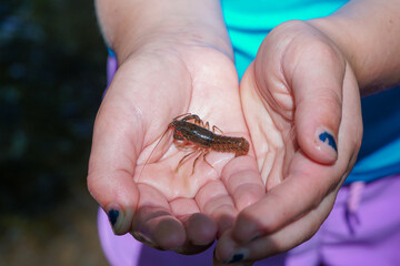 Small crayfish in child's hands